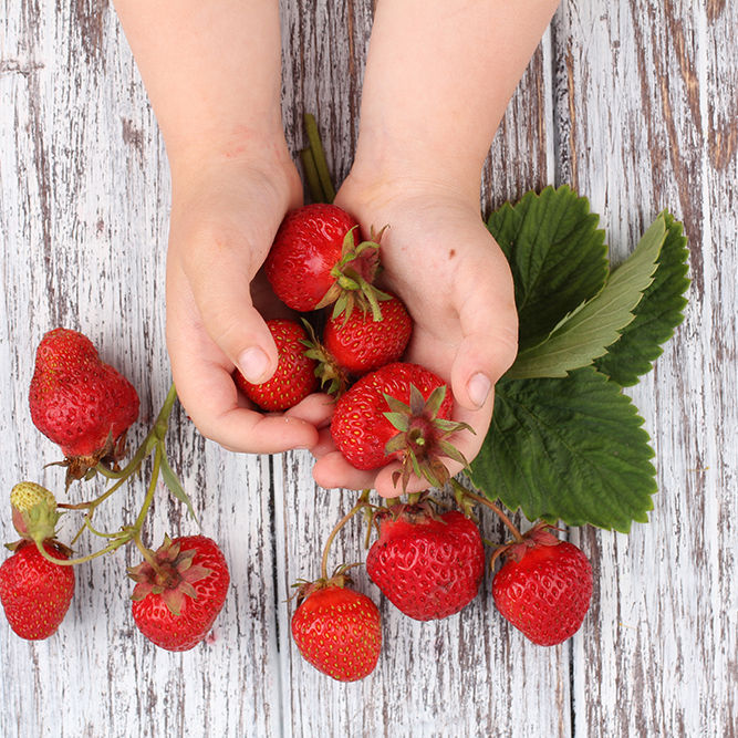 Child with strawberries_1000px